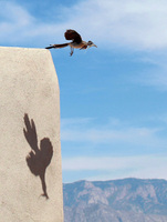 Roadrunner. Rio Rancho, NM