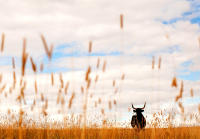 Brush Creek Ranch, Saratoga, Wyoming