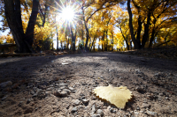 Fall in Bernalillo, New Mexico