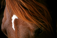 Arabian Horse. Corrales, NM