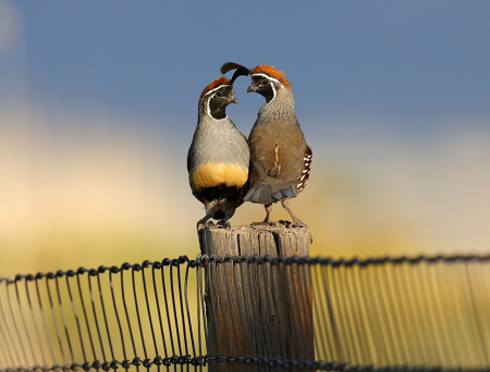 Rio Rancho, New Mexico
